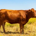 Red Heifer Meaning in the Bible